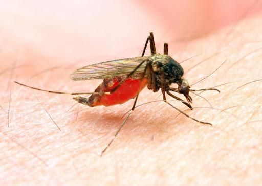 Is Hydroxychloroquine Prevention of Malaria?