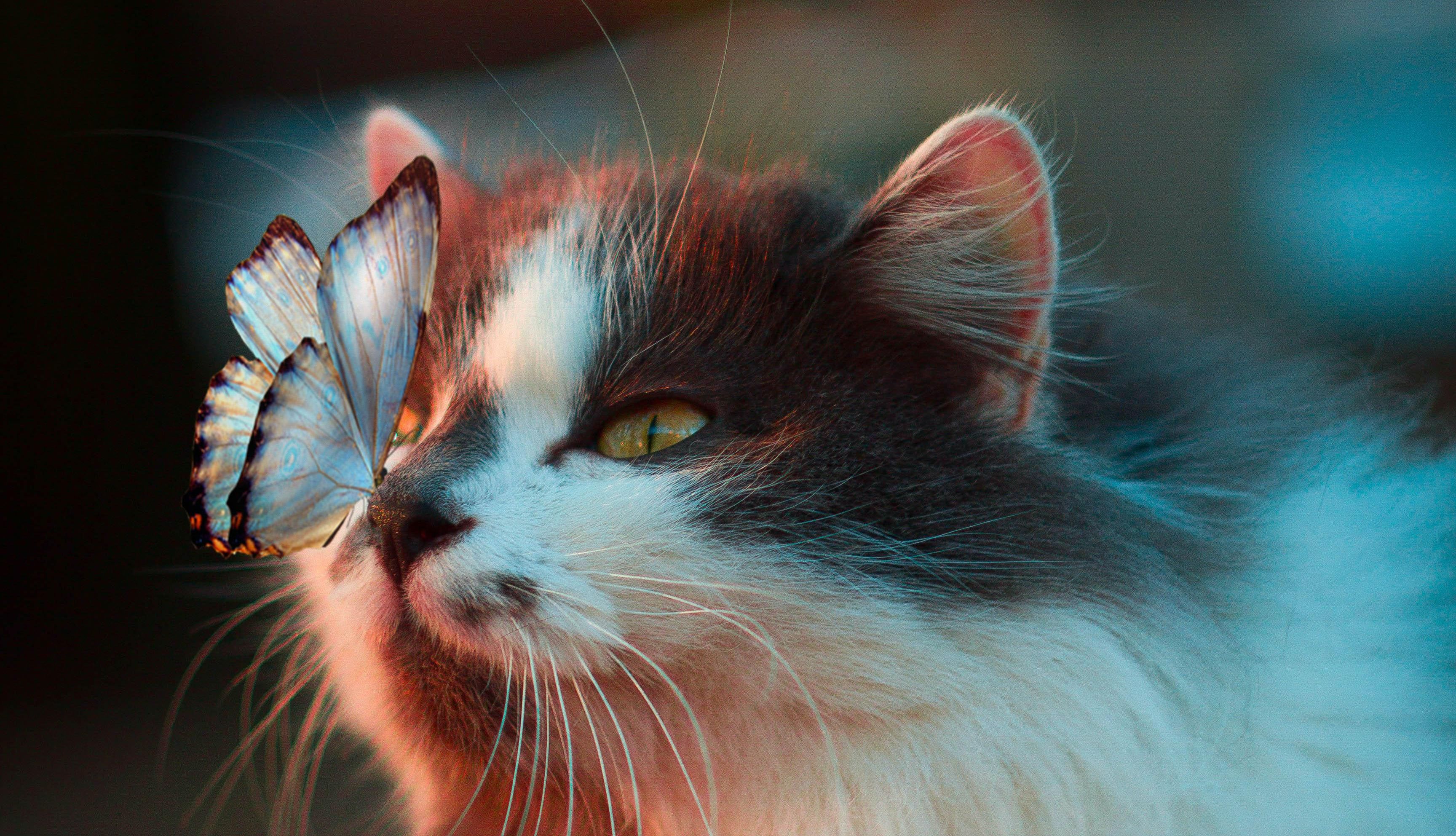 3 Profound Life Lessons That My Cat Has Taught Me About Being Human