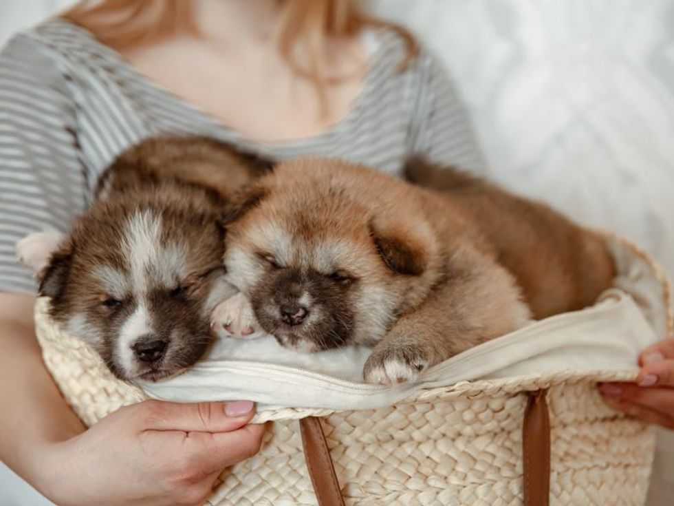 Caring For Your New Puppy