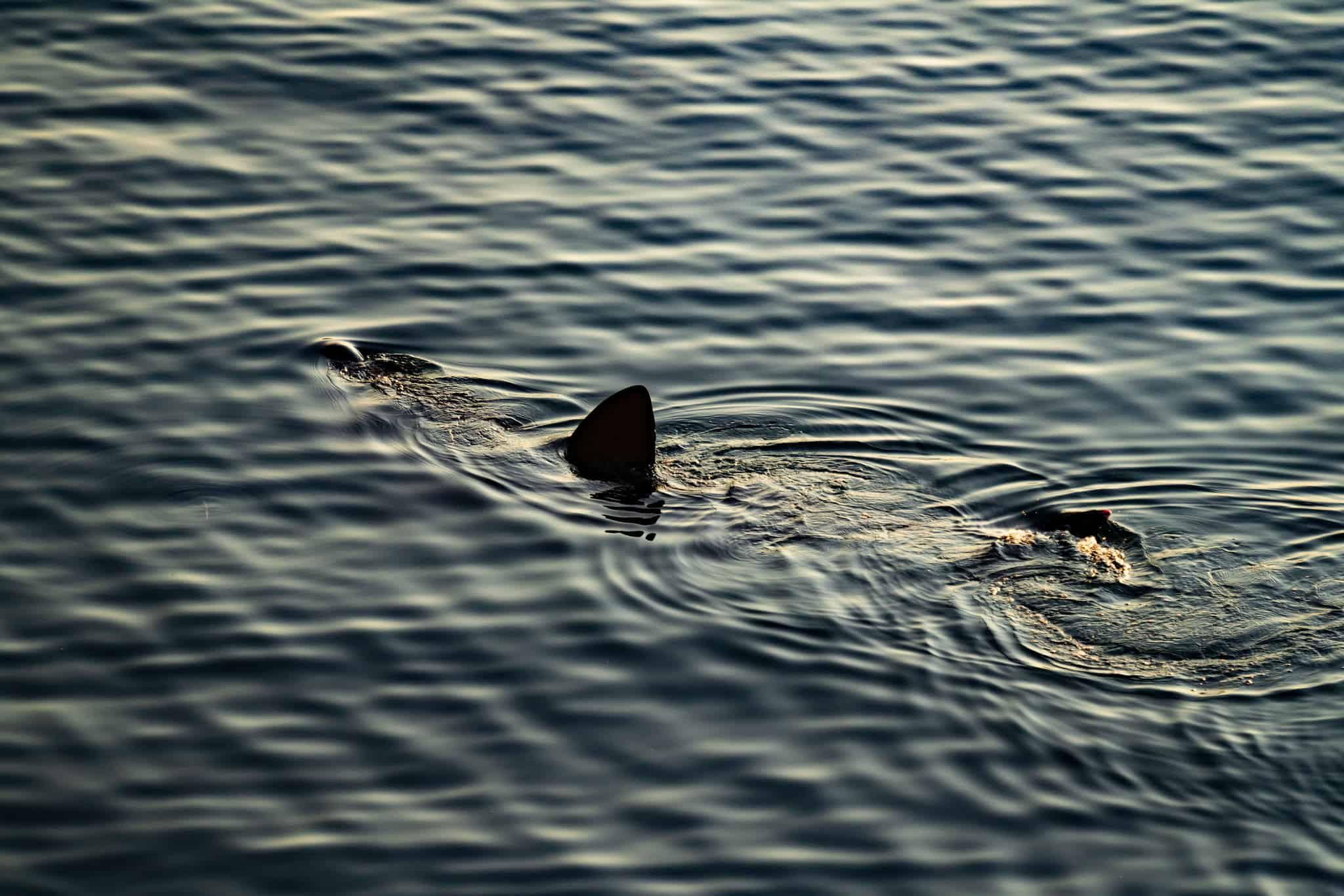 Wildlife of Los Angeles County Beaches