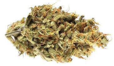 Mesa Cannabis Dispensary Laws