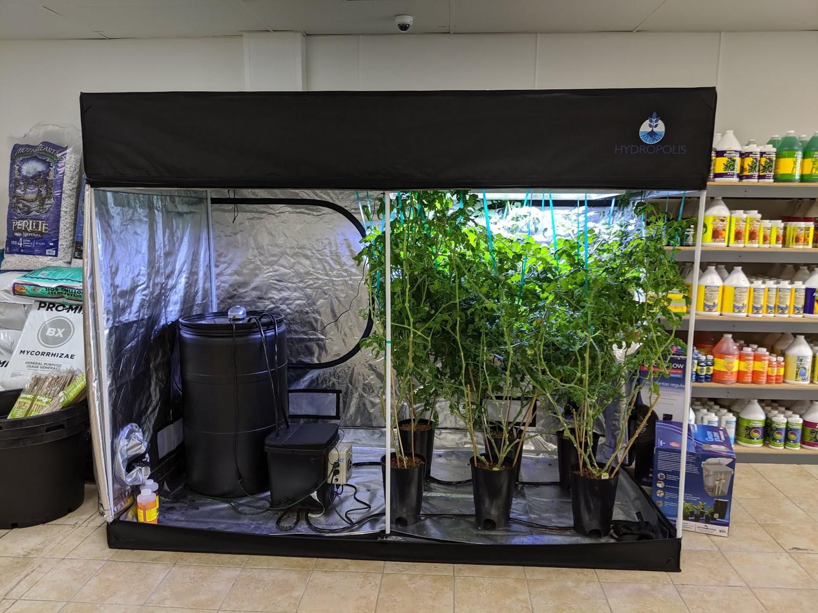 Reasons to Use Quality Indoor Grow Tent for Home – Expert Guide