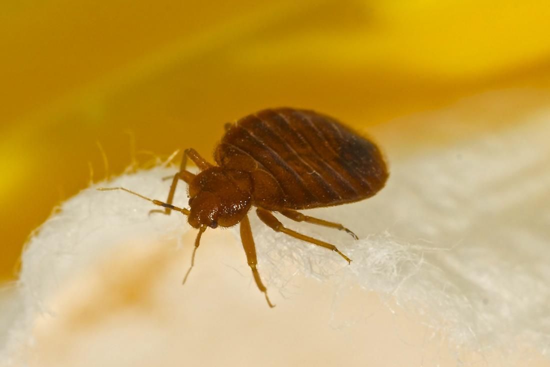 The Truth about Bed Bugs and What to Do if You Have Them