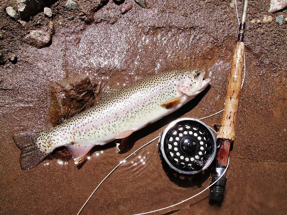 5 Useful Tips for Finding Trout in Turbid waters