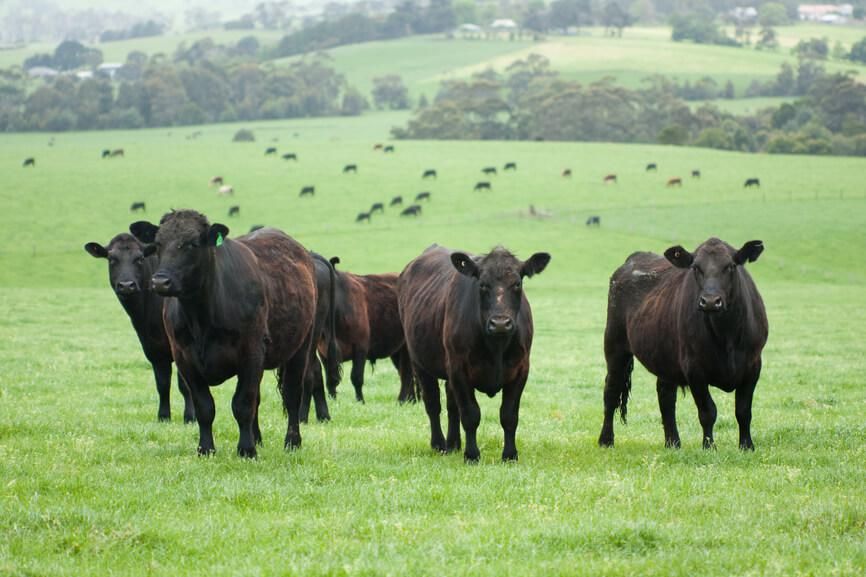 Eight reasons grass-fed beef is better for you