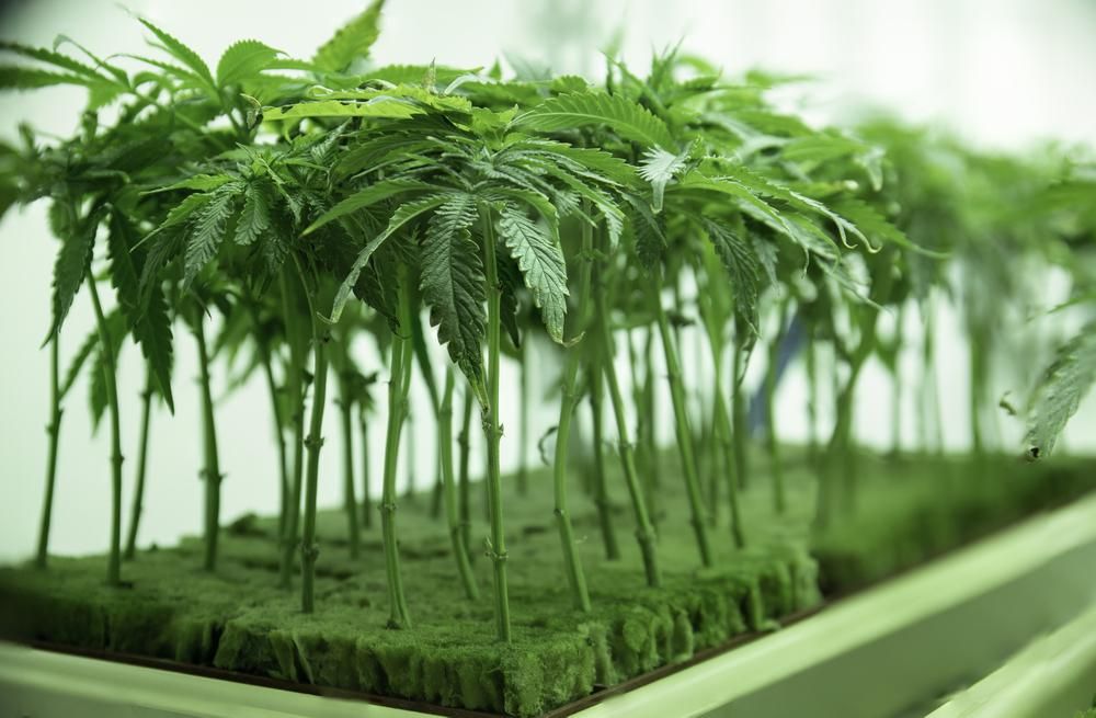How
to Transplant Cannabis Clones from Rockwool to Soil