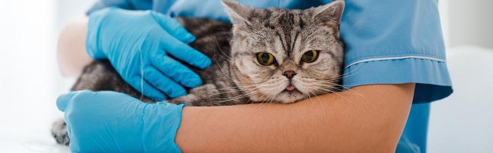 Insurance for your cat: Get the best coverage