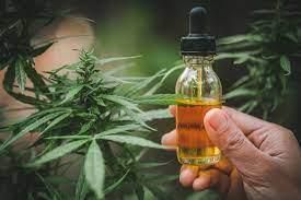 What Are Cannabis Tinctures, and How To Use Them