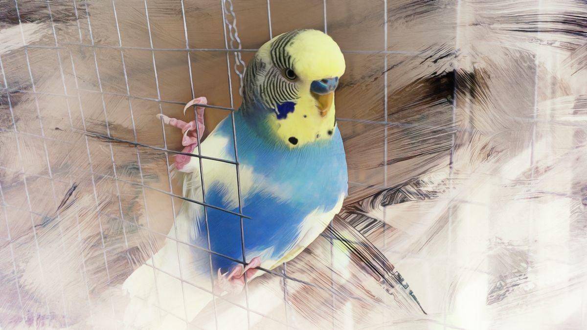 Popular budgie colors and mutations