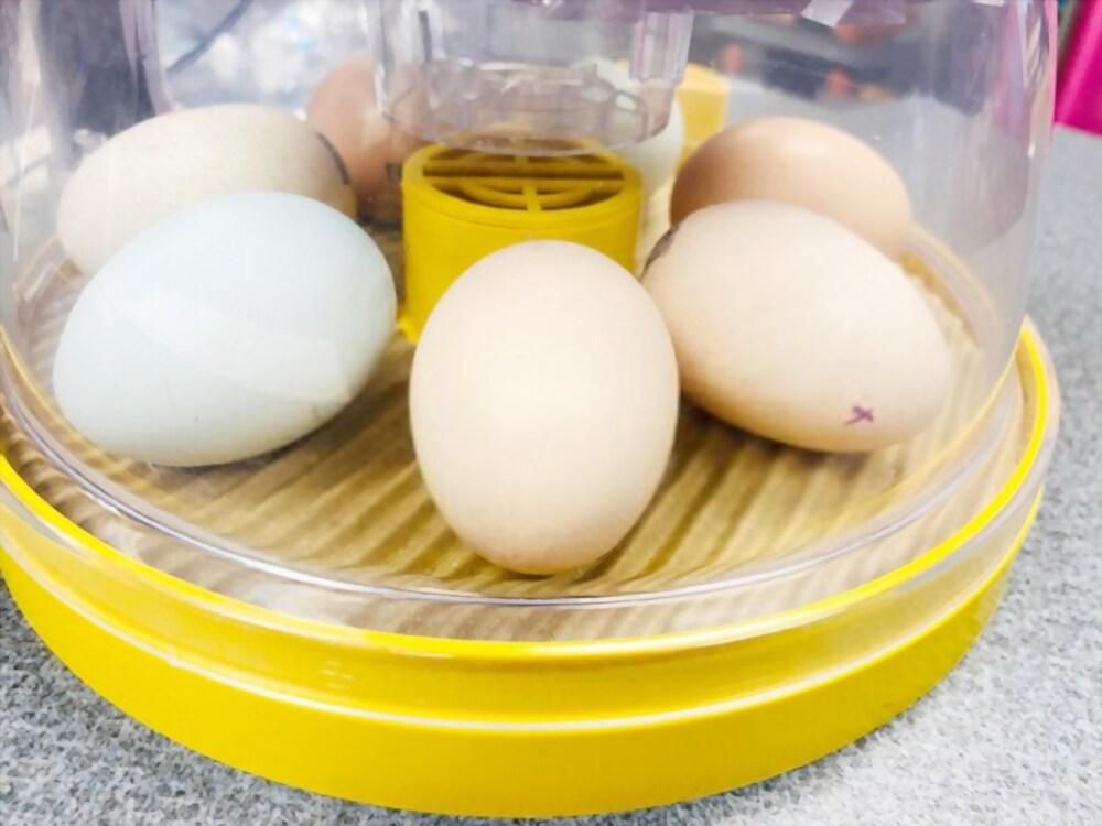 Factors you should know about an Egg Incubator