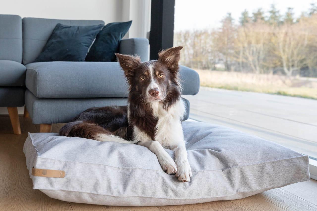 How to choose a comfortable dog cushion?