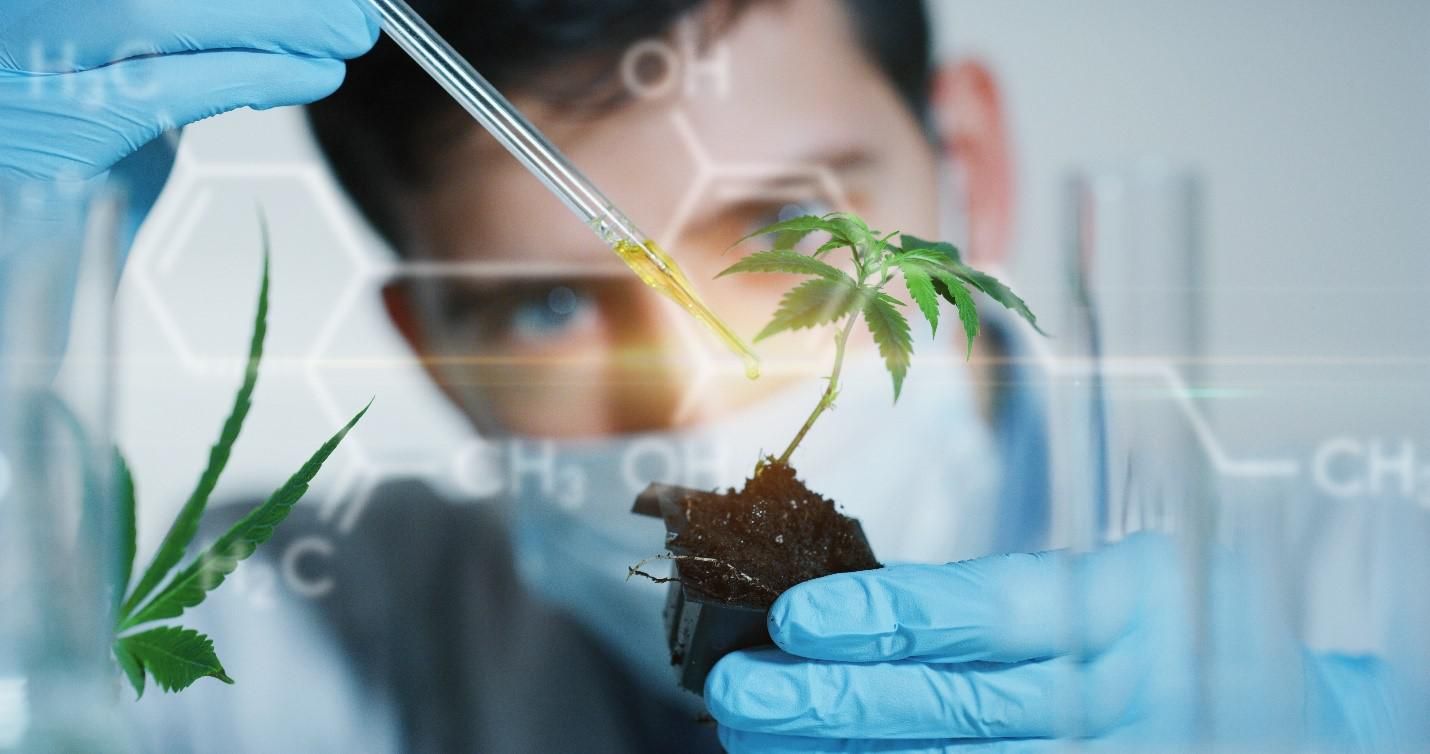 Breakthrough Scientific Study Shows That CBD Works Best Because of This Powerful Effect