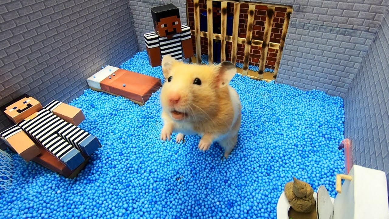 Hamster Makes a Daring Prison Break to Freedom Through an Minecraft Themed Obstacle Course Maze