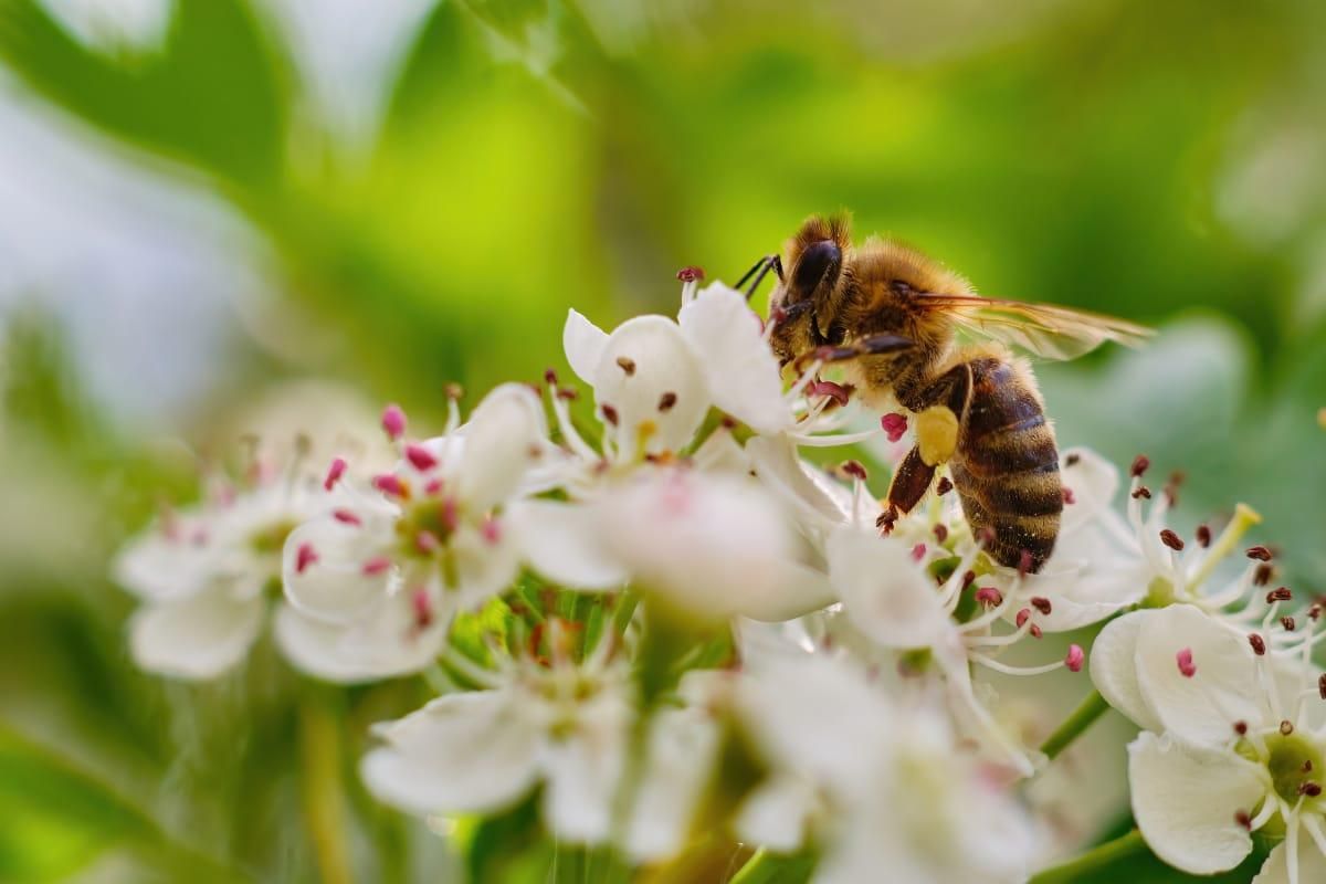 Bee Conservation In Jamaica: It’s Time