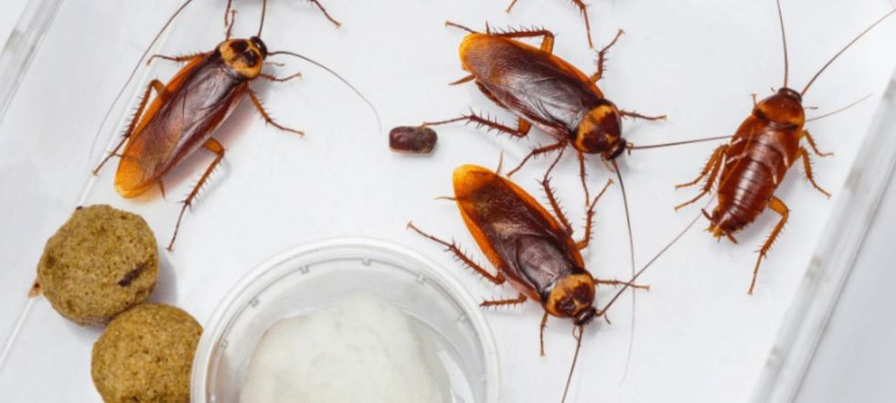 5 Common Pests and How to Deal With Them