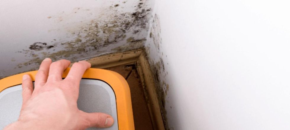 Ideas for Dealing with Carpet Mould Naturally!