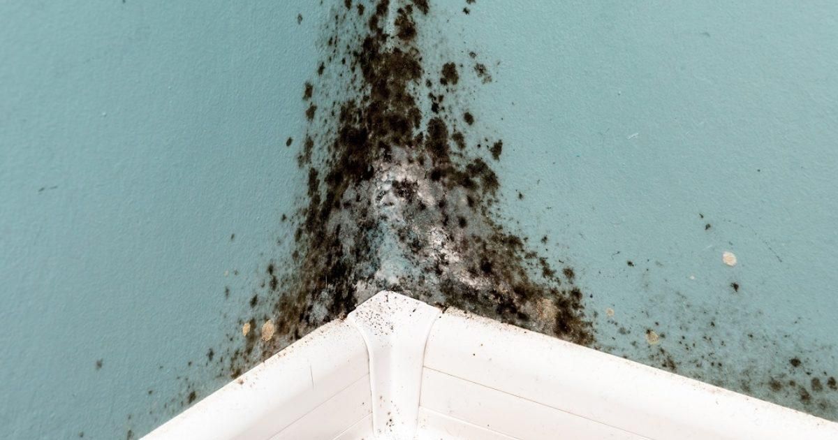 The Dangers Of Mold And Why You Should Have It Assessed