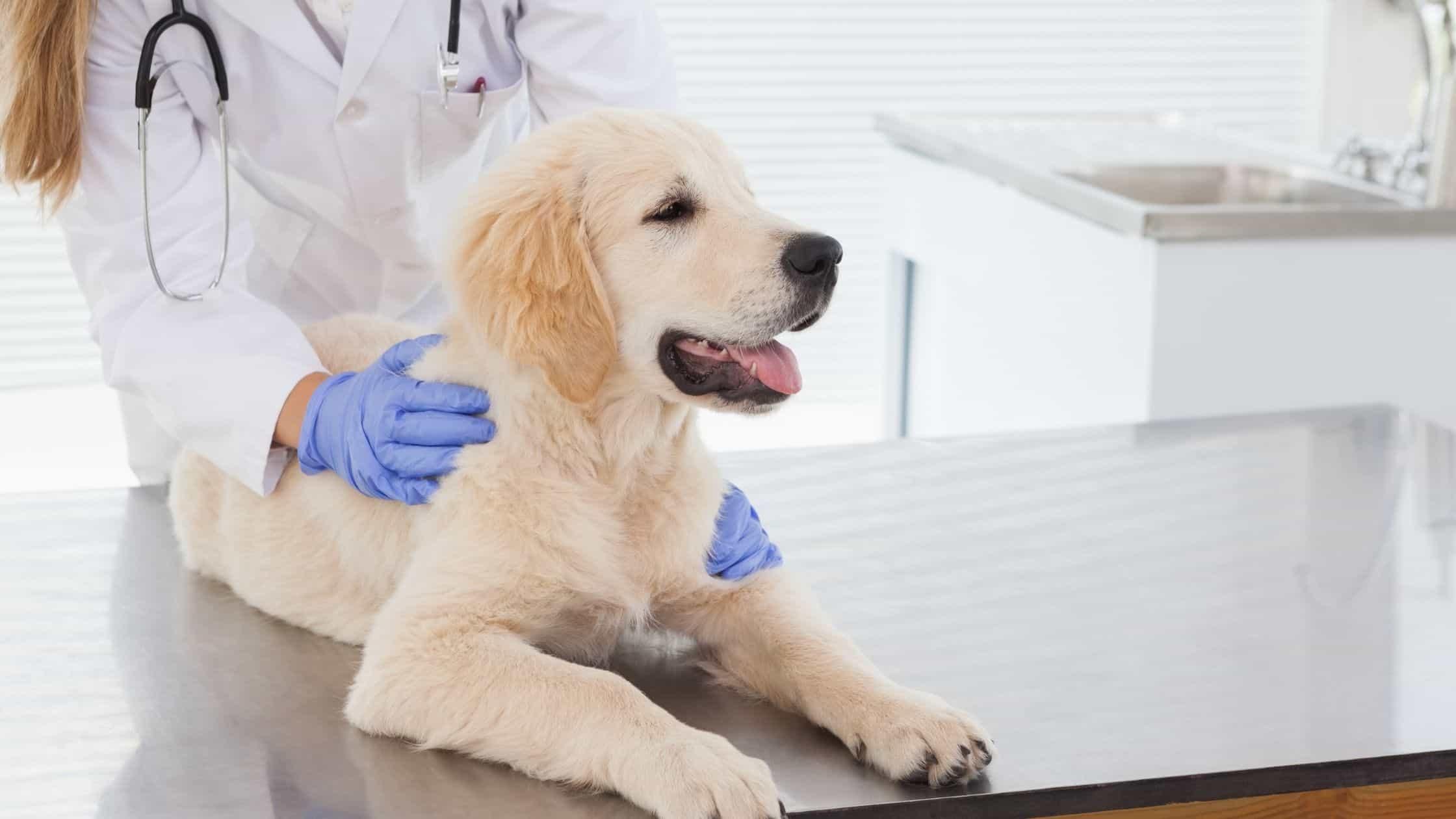 How Important is Pet Insurance? Five Reasons You Need It