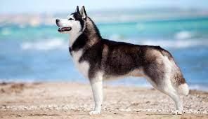 What’s The Origin of The Siberian Husky Dog?