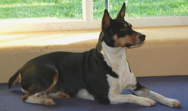 Finding the Right Decker Rat Terrier Breeder