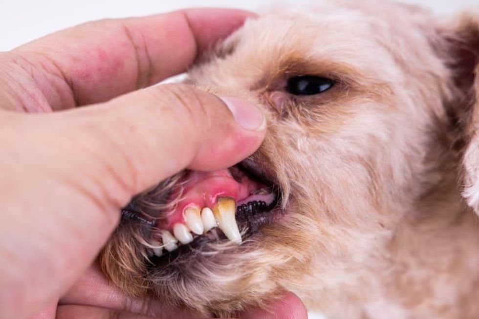 How to Stop Bleeding Gums In Dogs?