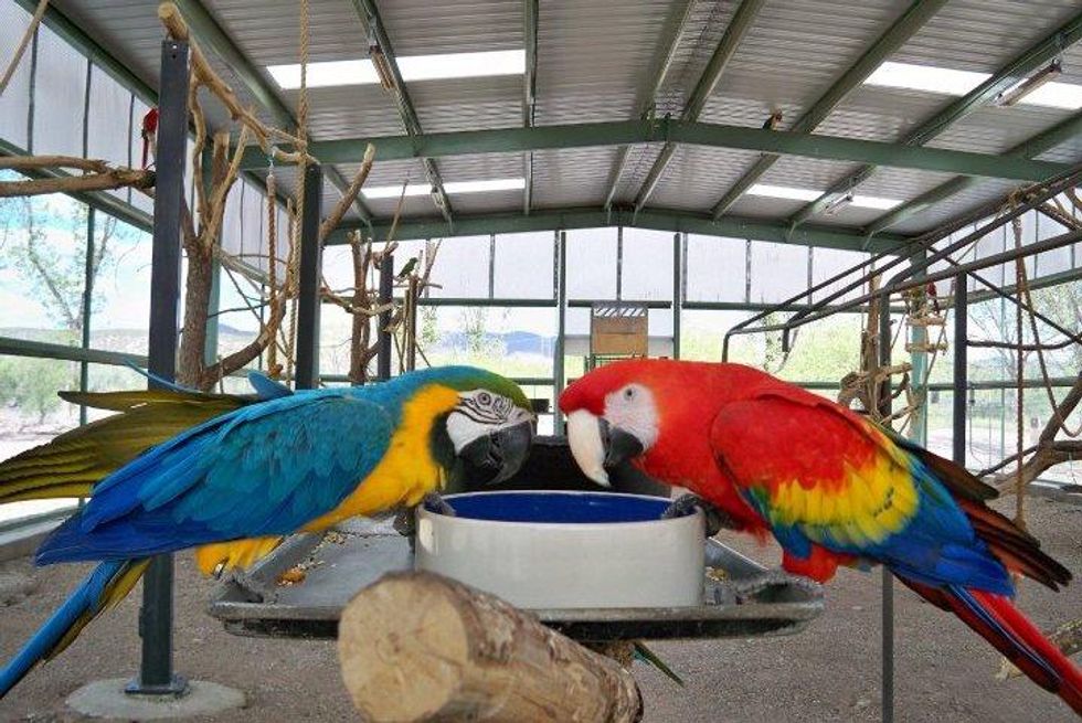 Jungle Birds Farm: Rare and exotic pet store offering avian sanctuary