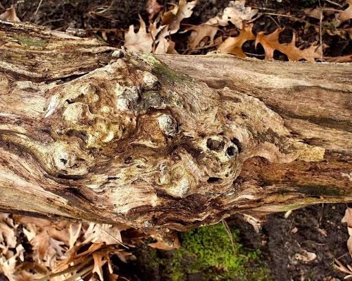 A Walk Through Nature!