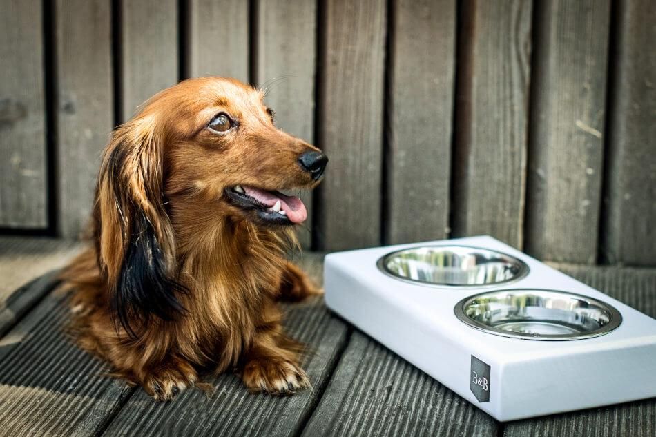 5 Choices to Help You Find the Right Dog Bowl