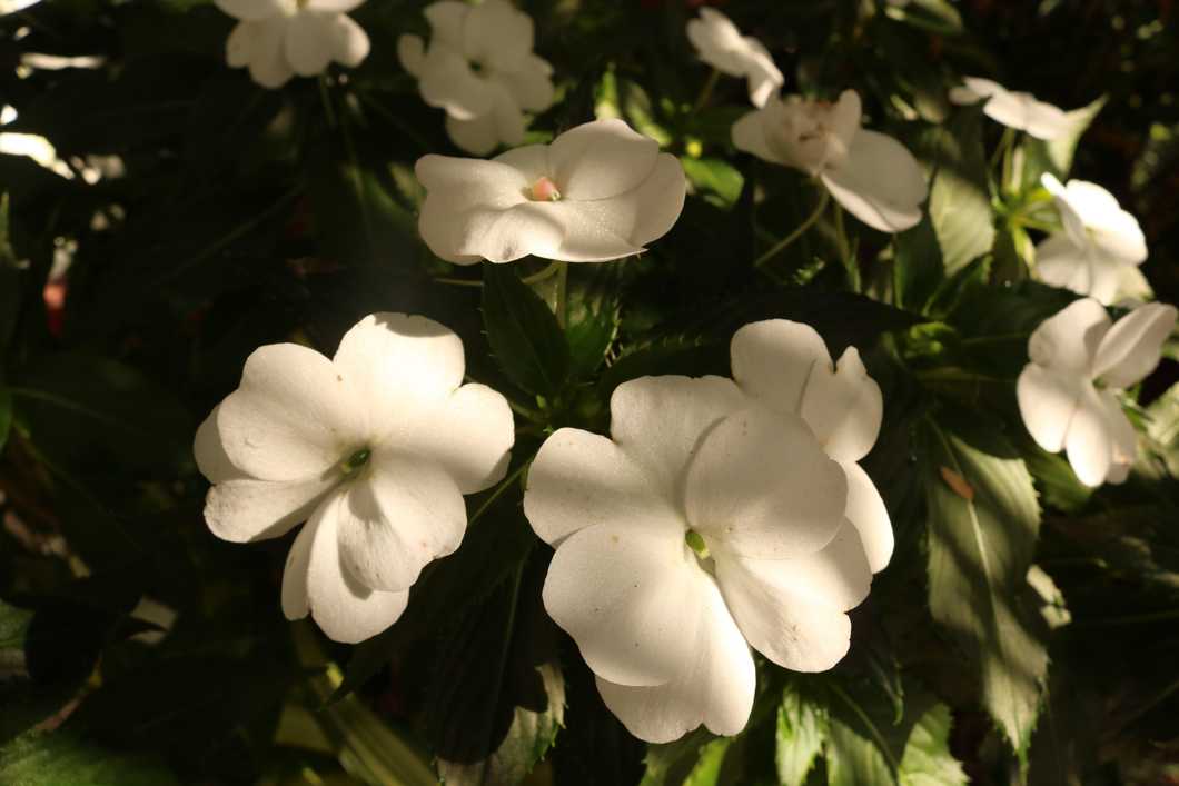 ‘The Paris Wife’ Book Review