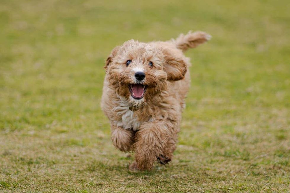 Making the Right Choice: Selecting Cavapoo Dog Breeders