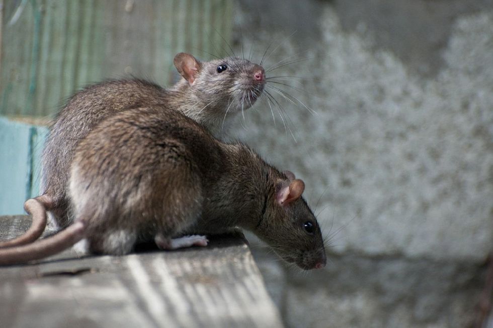 Rat removal perth - spider removal melbourne