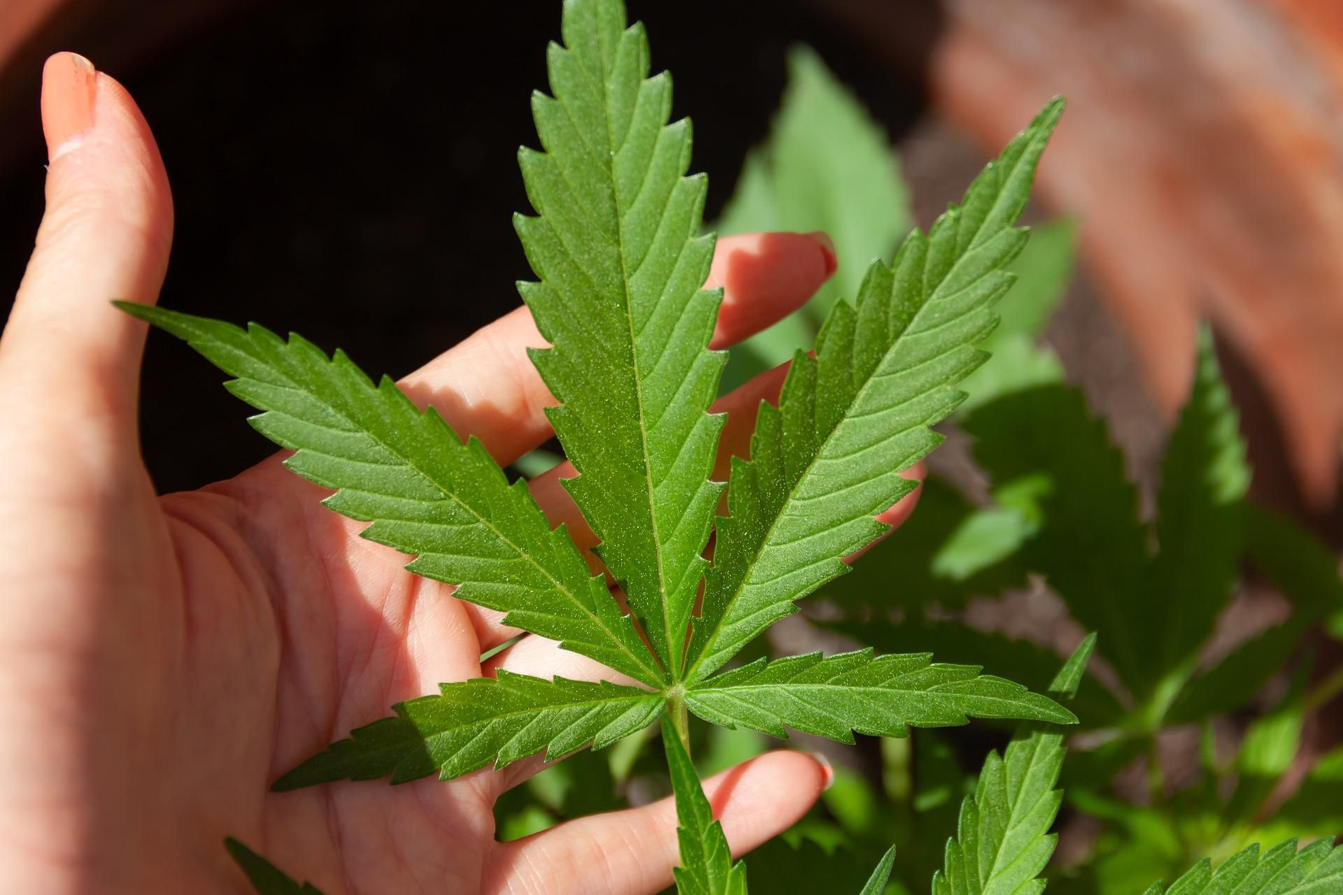 Cannabis Growing Fundamentals: A Beginner's Guide