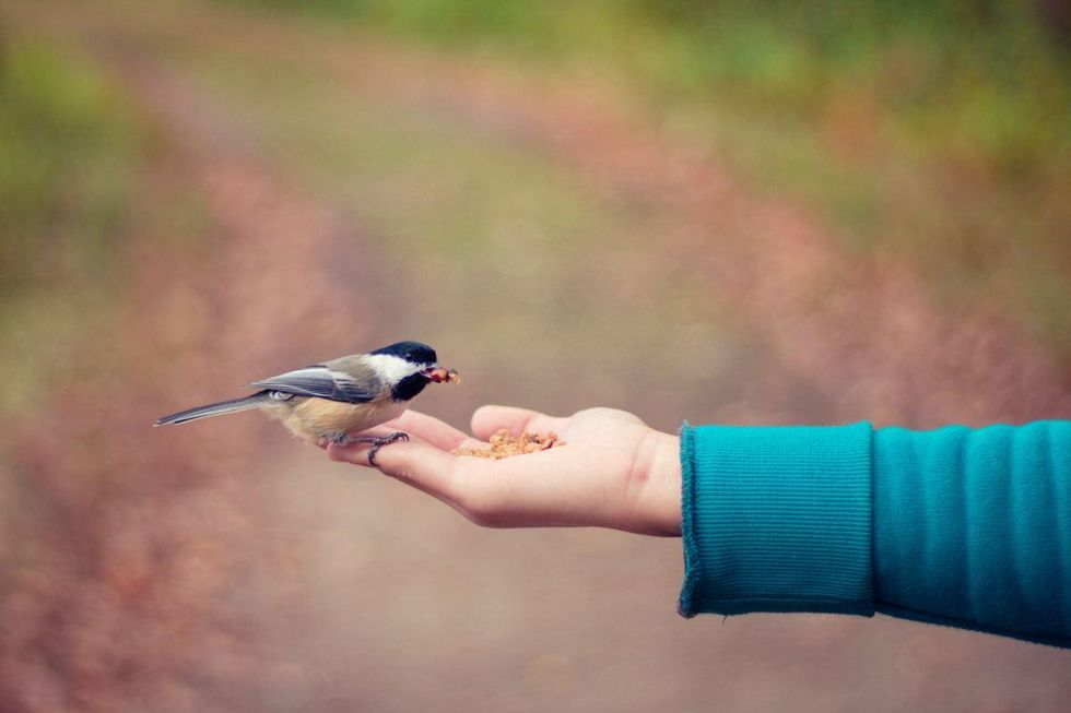 Do Birds Make Great Pets? What To Know