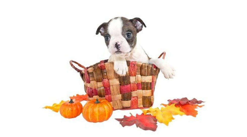 7 Human Foods Dogs Can Eat for Thanksgiving