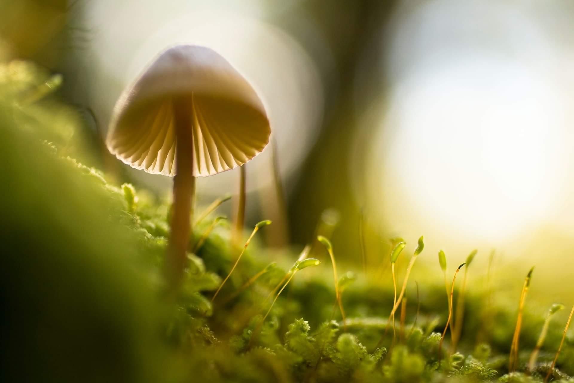 Mushroom Capsules: The Seamless Way to Reap the Benefits of Mushrooms