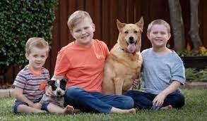 Boys and a Dog: Tips For Busy Families Who Want To Homeschool