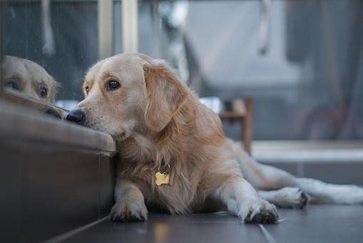 6 Ways To Fight Separation Anxiety In Dogs