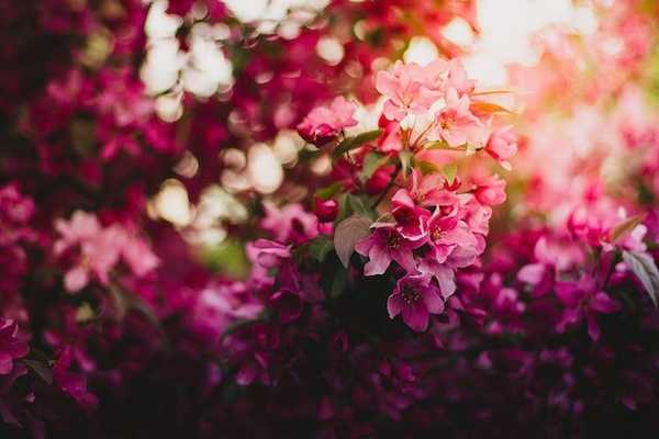 Top 10 Best Flowers To Give A Girl This Spring