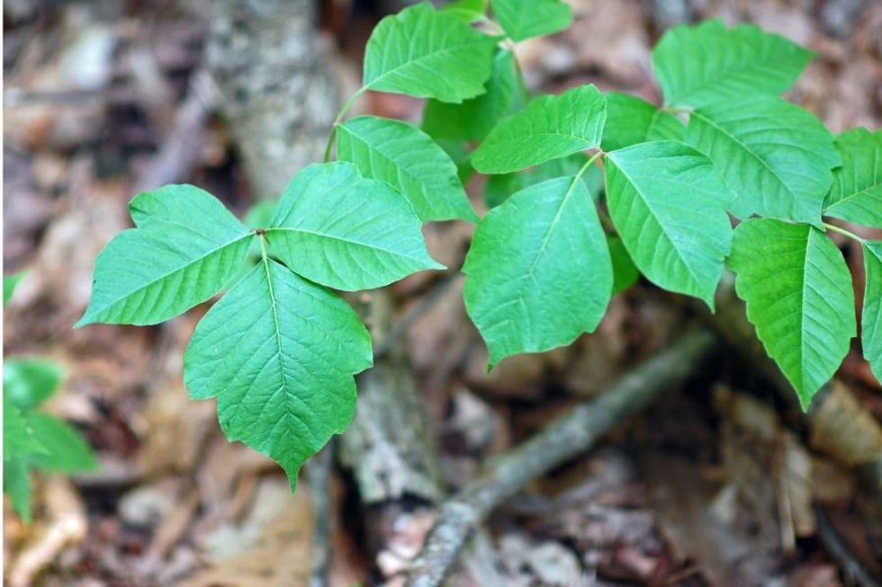 How to Naturally Get Rid of Poison Ivy?