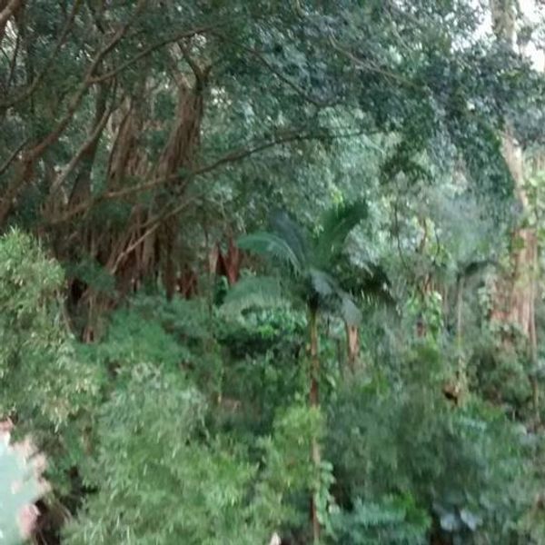 The Adventure Of Hawaii