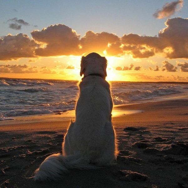 All Dogs Go to Heaven