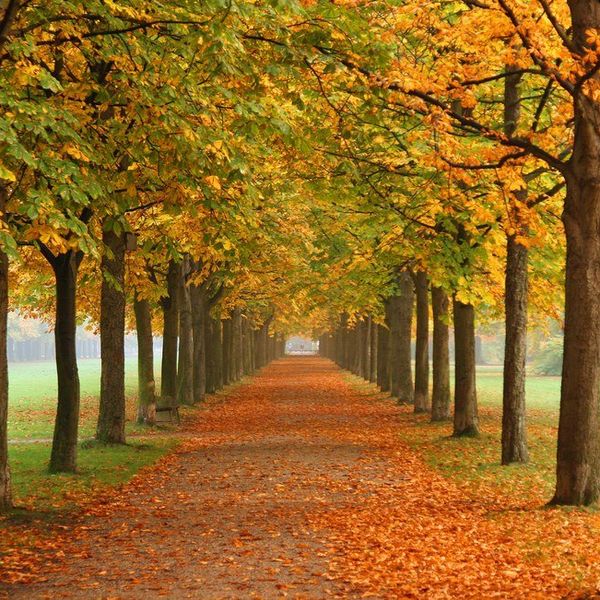 Thanksgiving Travel Tips