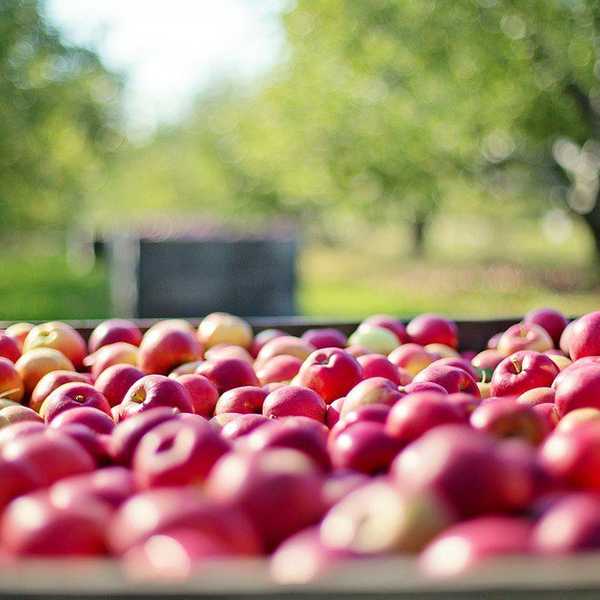 5 Best Parts of Apple Picking