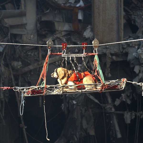 The Four-legged Heroes of 9/11