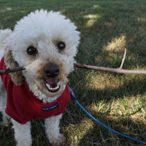 8 Reasons Why Dogs Are So Innocent