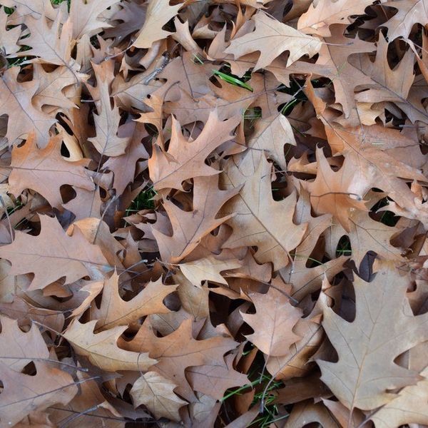 Play Nice FB Politicians