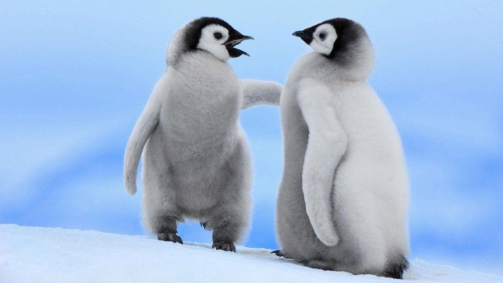 7 Times Penguin GIFs Were Better Than Studying