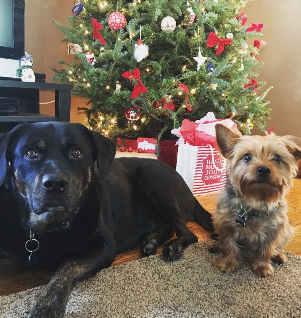 Life Is Better With Your Dogs By Your Side