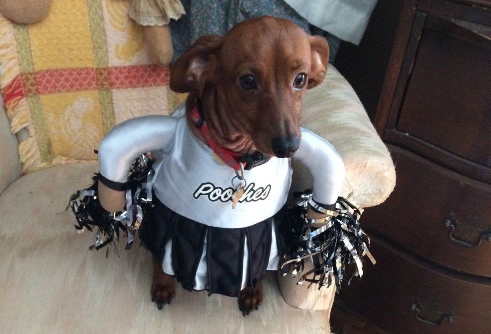 You Know You're A Dog Parent When...