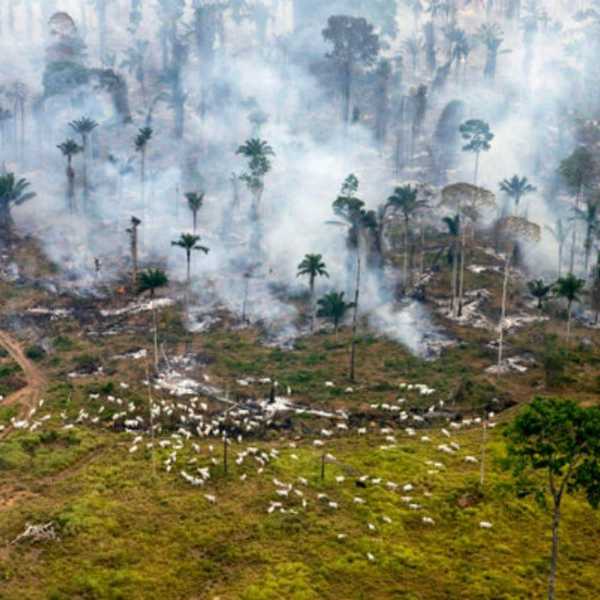 How Animal Agriculture Is Warming The Planet